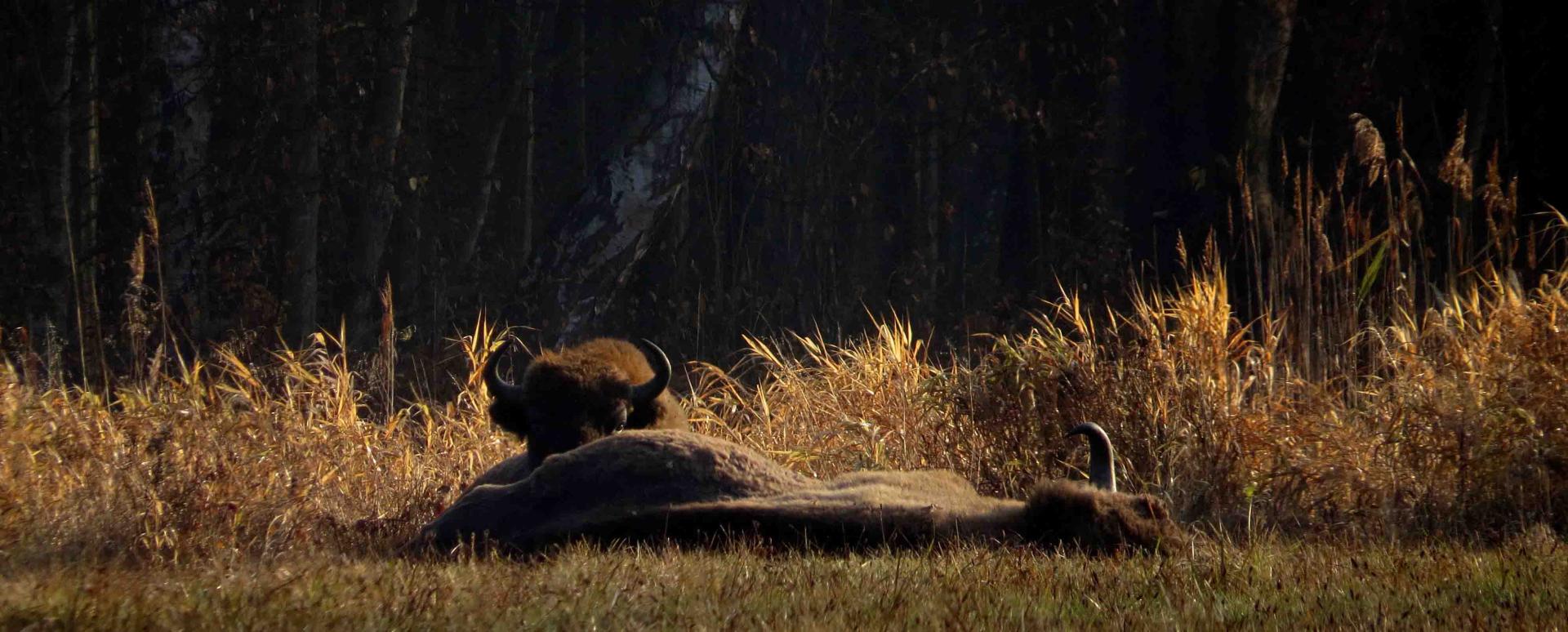 Bialowieza - Le bison et le loup