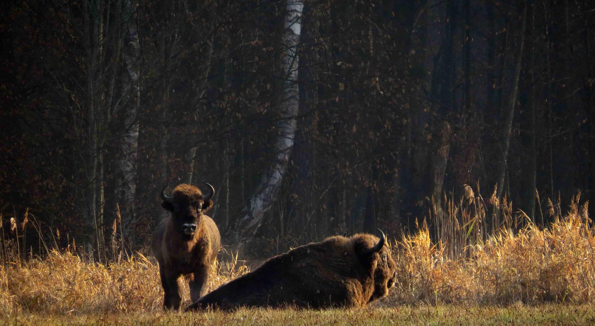 Bialowieza - Le bison et le loup