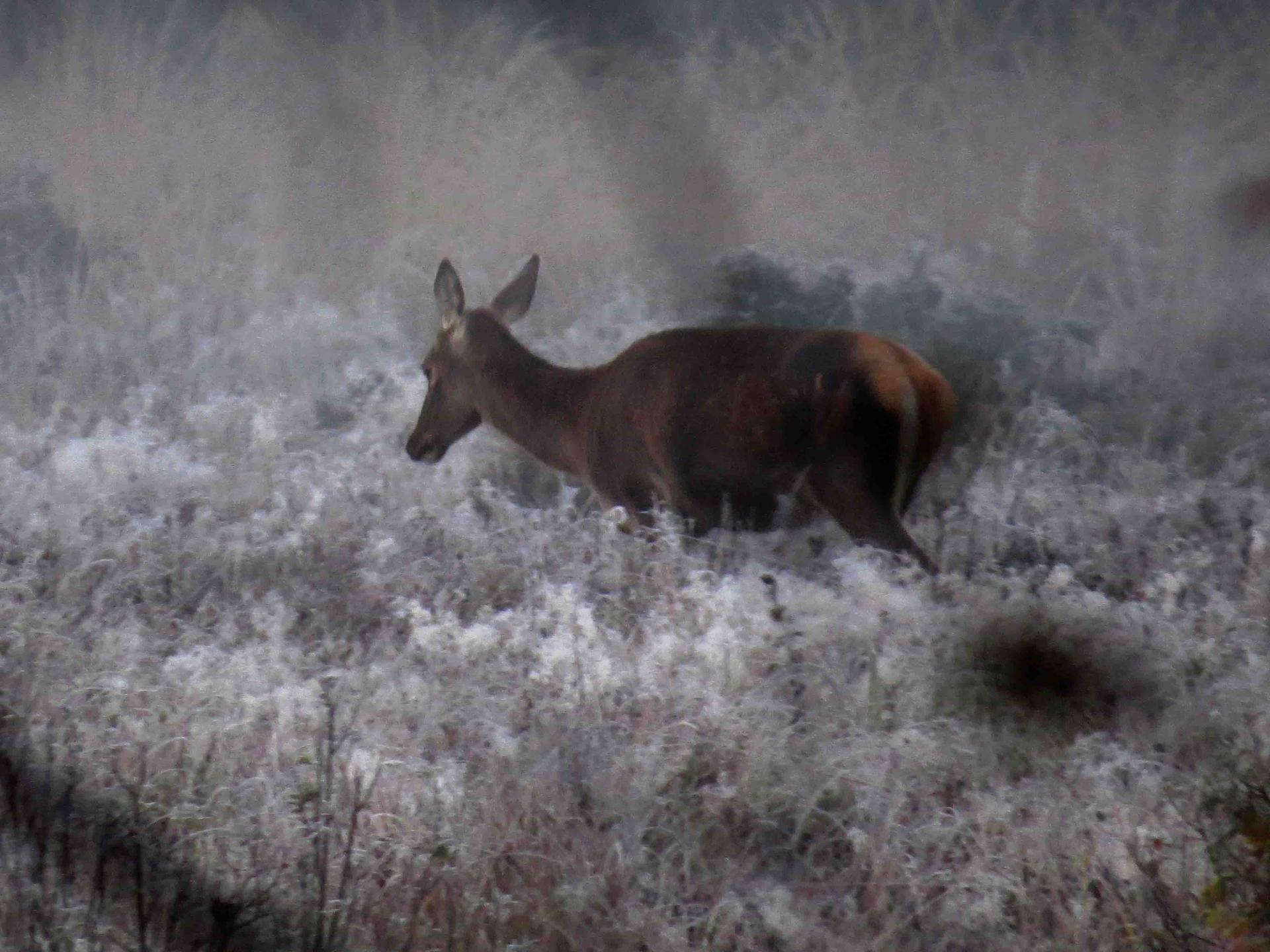 Pologne Bialowieza et Biebrza