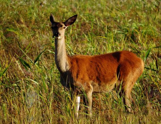 Biche Forêt Bialowieza 1