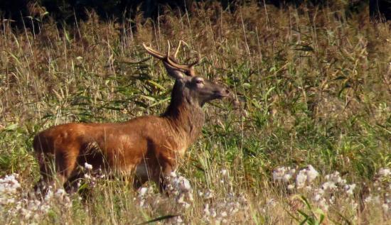 jeune Cerf Forêt Bialowieza