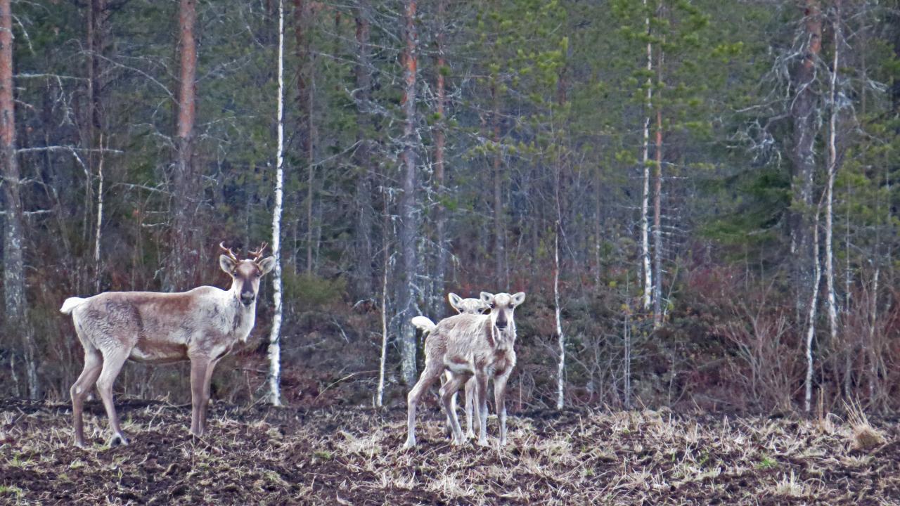 Finlande Carélie