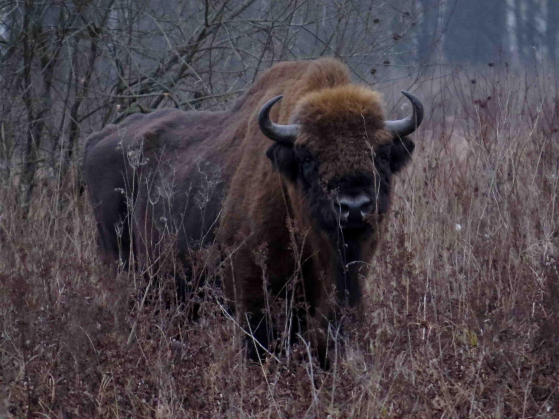 Bialowieza - Le bison et le loup