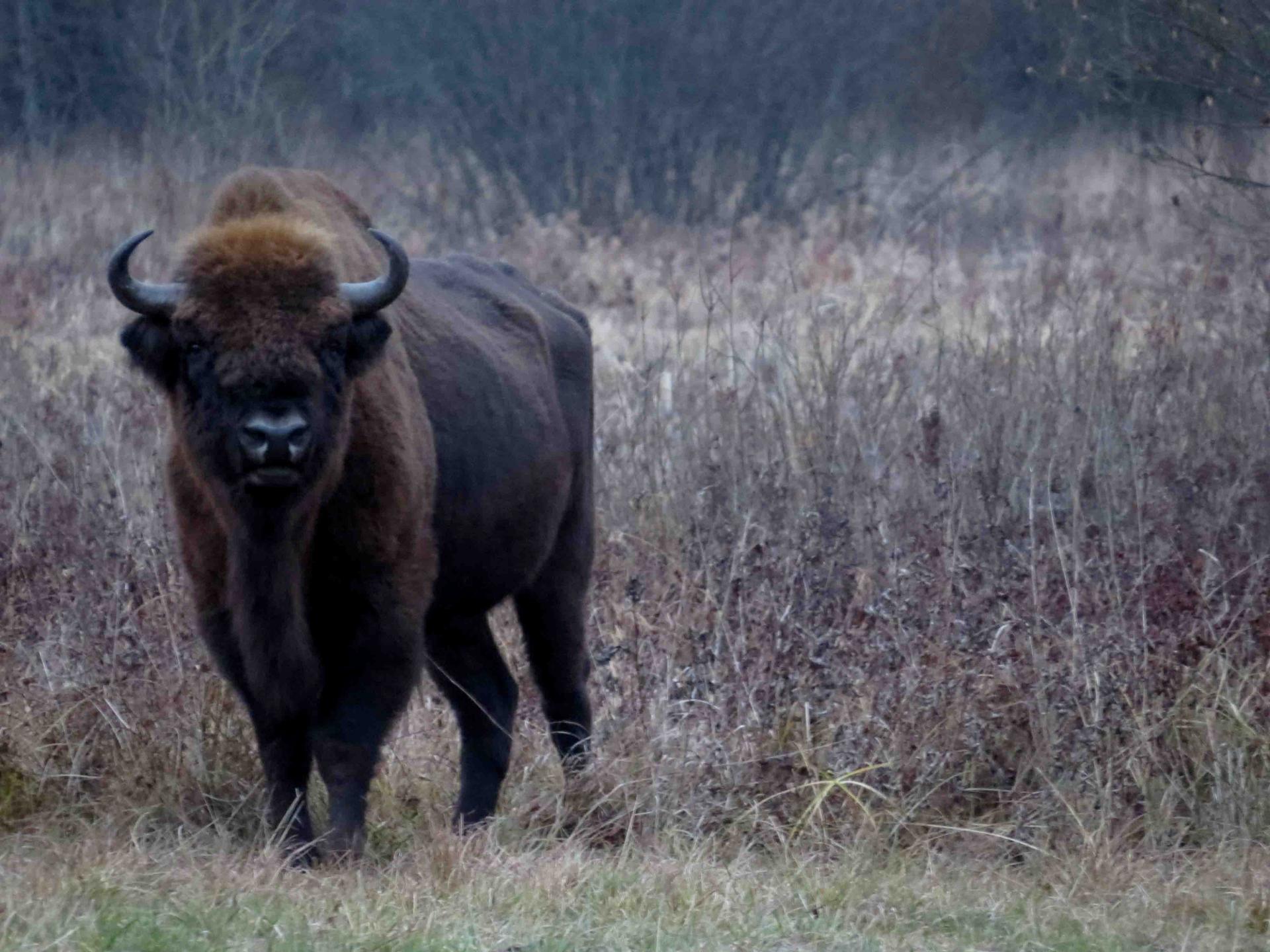 Bialowieza - Le bison et le loup