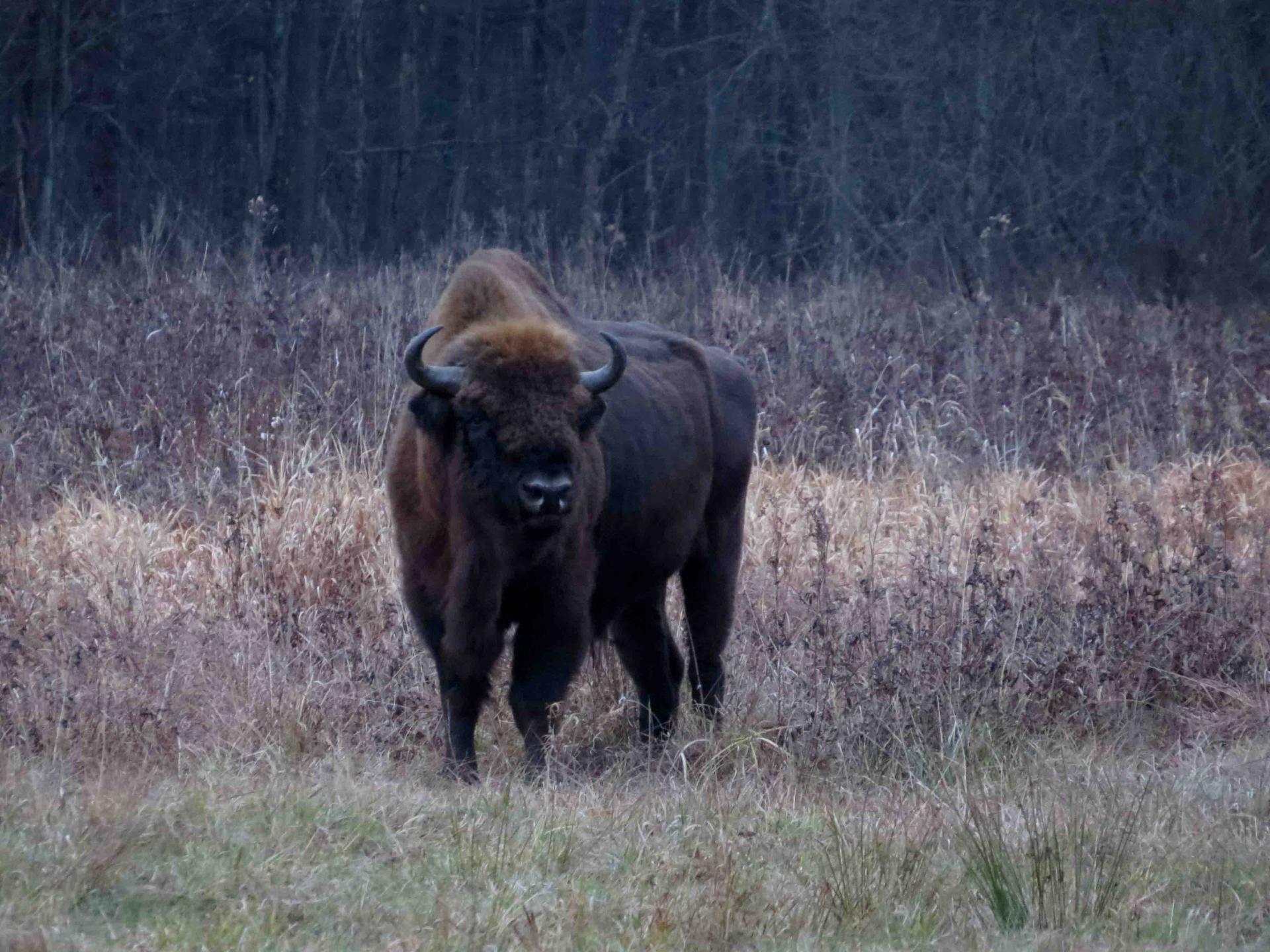 Bialowieza - Le bison et le loup