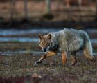 Printemps Finlande   Les loups sous le soleil de minuit à la demande
