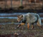 Printemps Finlande   Les loups sous le soleil de minuit à la demande