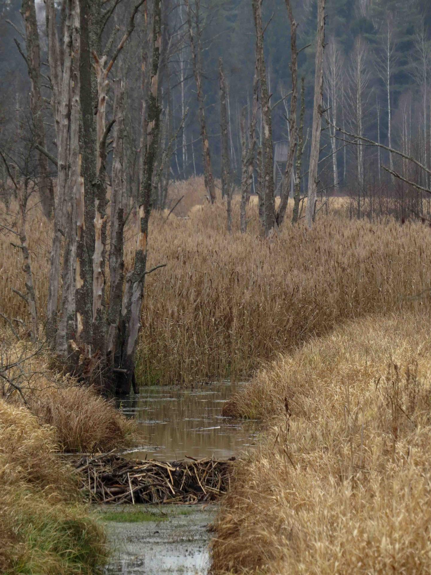 Bialowieza - Le bison et le loup