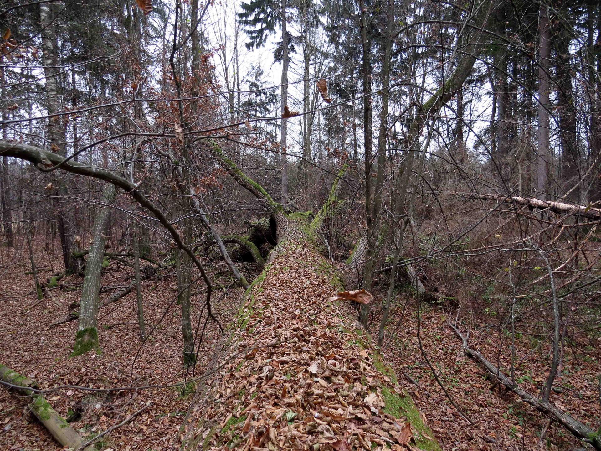 Bialowieza - Le bison et le loup