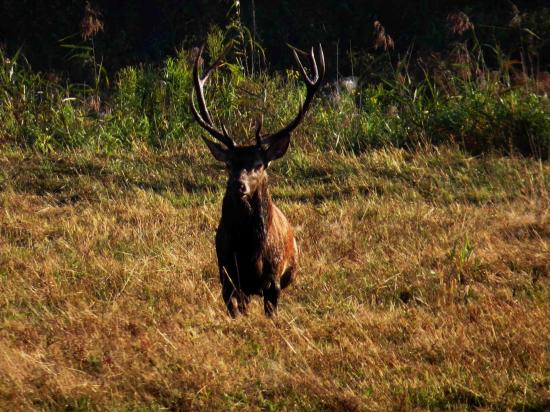 Cerf Forêt Bialowieza 5