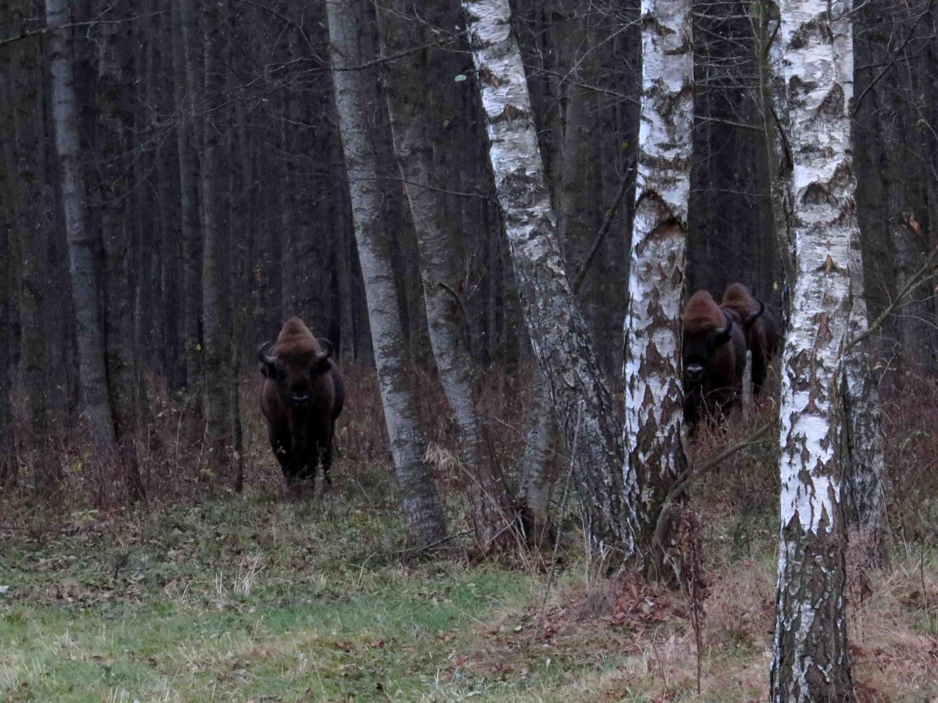 Bialowieza - Le bison et le loup
