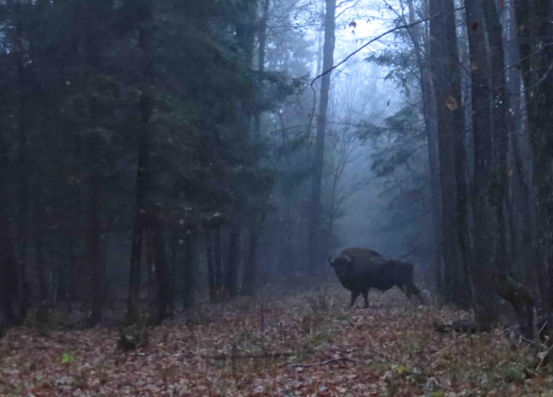 Bialowieza - Le bison et le loup