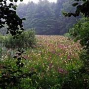 Img 6435