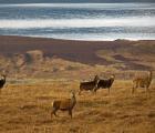 Harde de cerfs et biches VOYAGE BRAME ET OIES ECOSSE