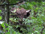 bison d'Europe  Bialowieza pologne