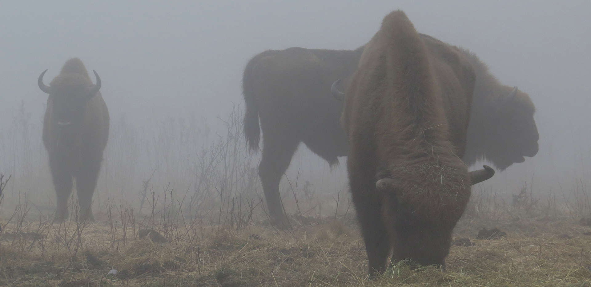 Troupeau de Bisons d'Europe Bialowieza Pologne