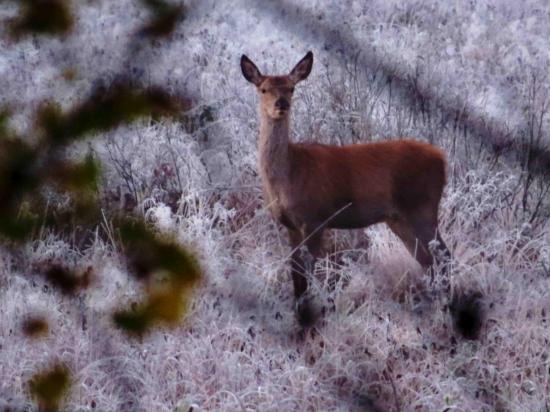 Pologne Bialowieza et Biebrza