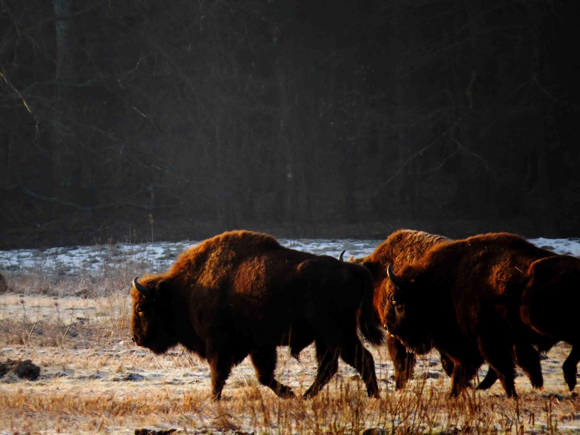 Automne Pologne Bialowieza Le bison et le loup du 21 au 31 octobre 2017