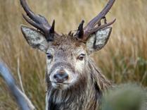 Cerf au brame VOYAGE BRAME ET OIES ECOSSE