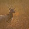 Cerf au brame VOYAGE BRAME ET OIES ECOSSE