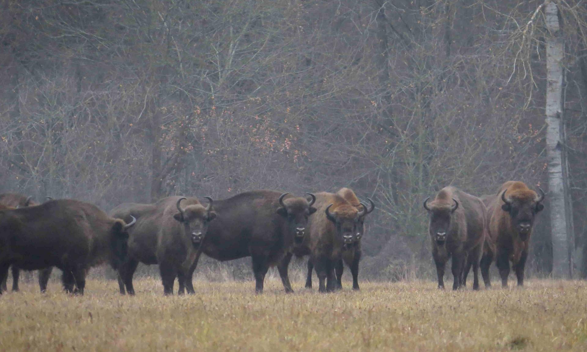 Pologne - Bialowieza