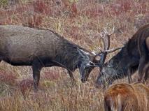 Combat de cerfs VOYAGE BRAME ET OIES ECOSSE