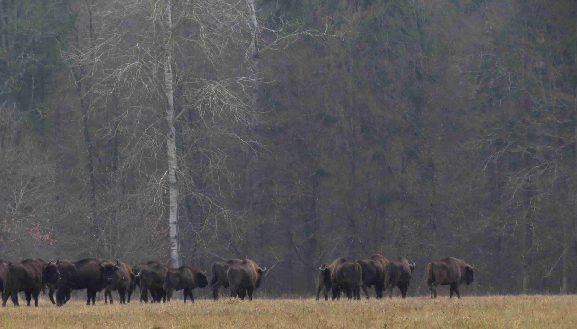 Pologne - Bialowieza