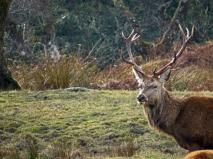 Cerf au brame VOYAGE BRAME ET OIES ECOSSE