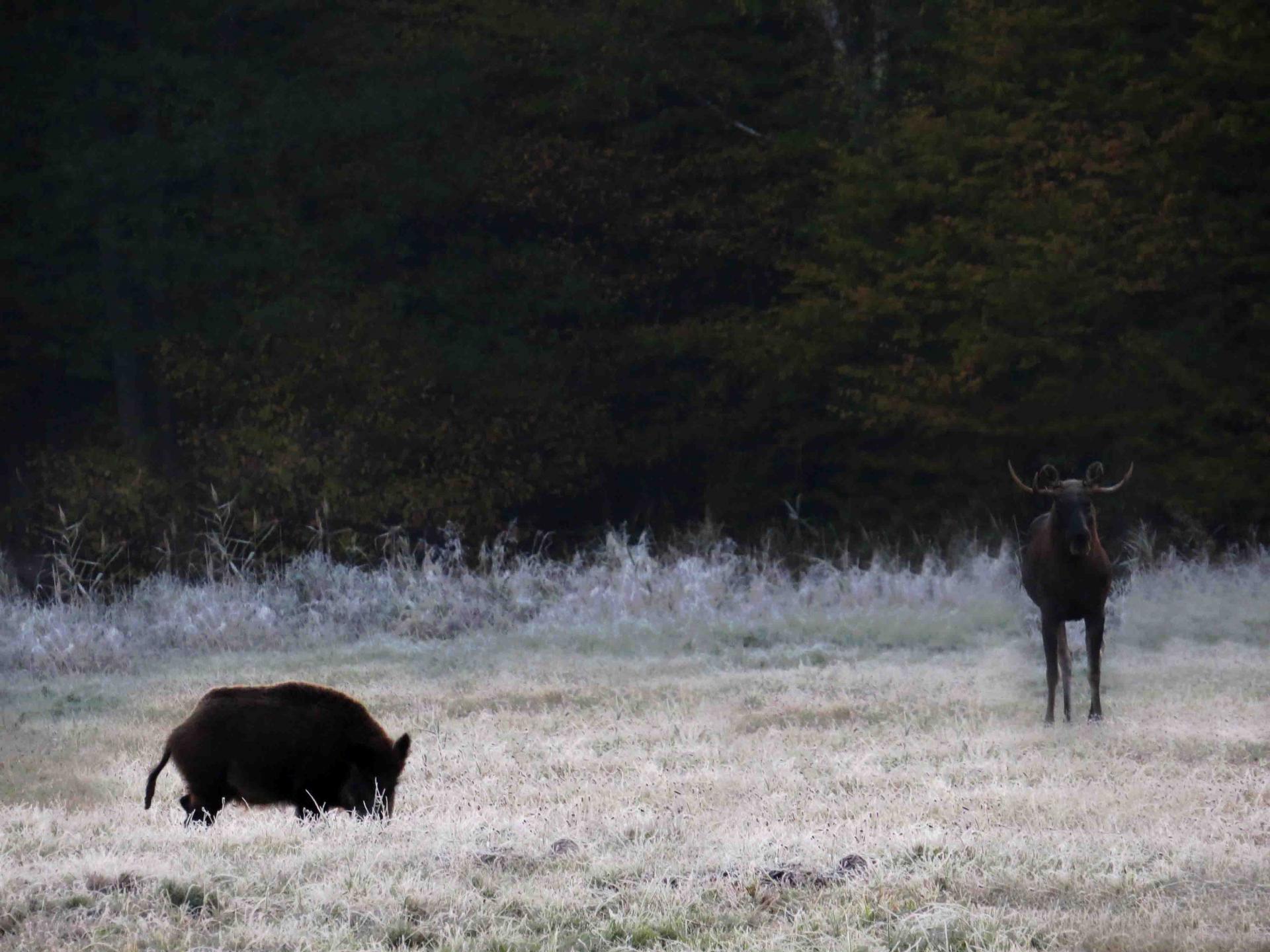 Pologne Bialowieza et Biebrza