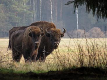 Bisons d'Europe Bialowieza Pologne