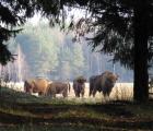 Bialowieza pologne bisons d'Europe