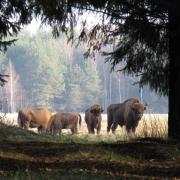 Bialowieza pologne bisons d'Europe