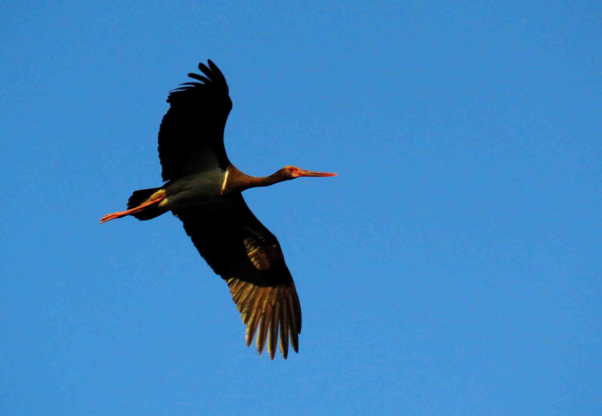 voyage ornithologique espagne