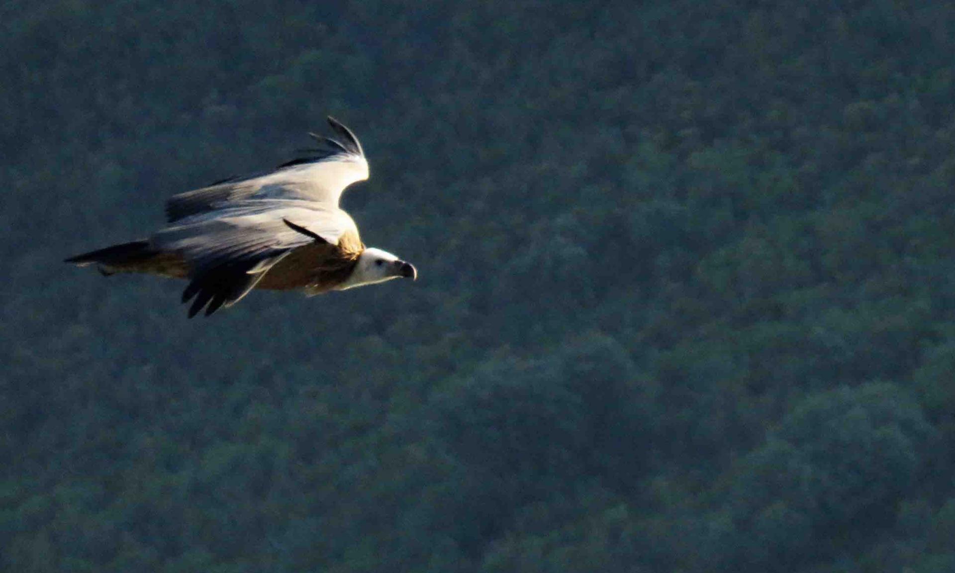 voyage ornithologique espagne