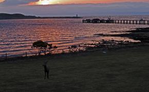 Cerf au brame VOYAGE BRAME ET OIES ECOSSE