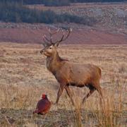 Cerf au brame VOYAGE BRAME ET OIES ECOSSE