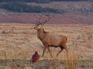 Cerf au brame VOYAGE BRAME ET OIES ECOSSE