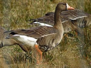 Oies rieuses VOYAGE BRAME ET OIES ECOSSE
