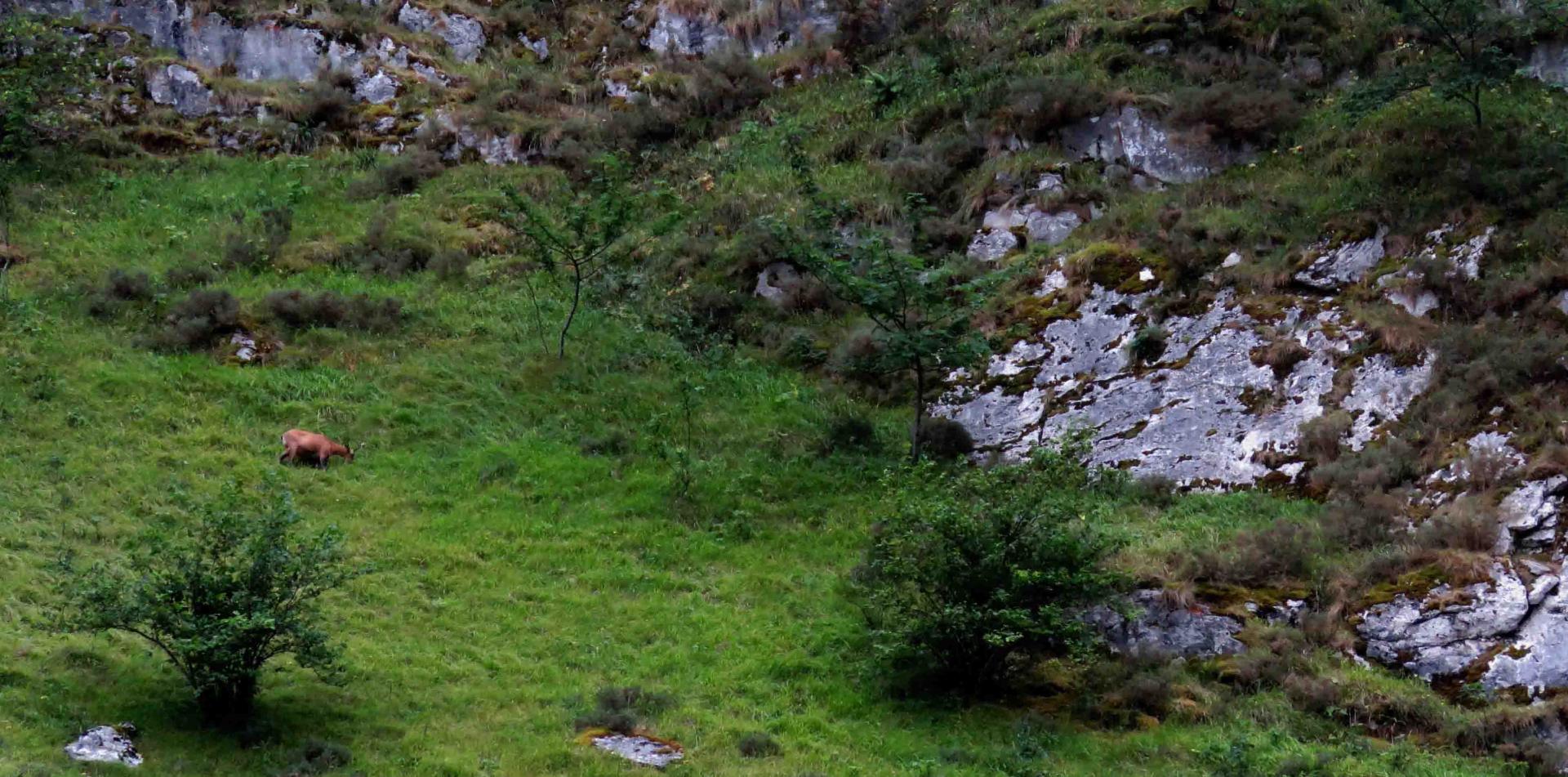 Eté Espagne Asturies Ours loups du 10 au 17 juin 2017