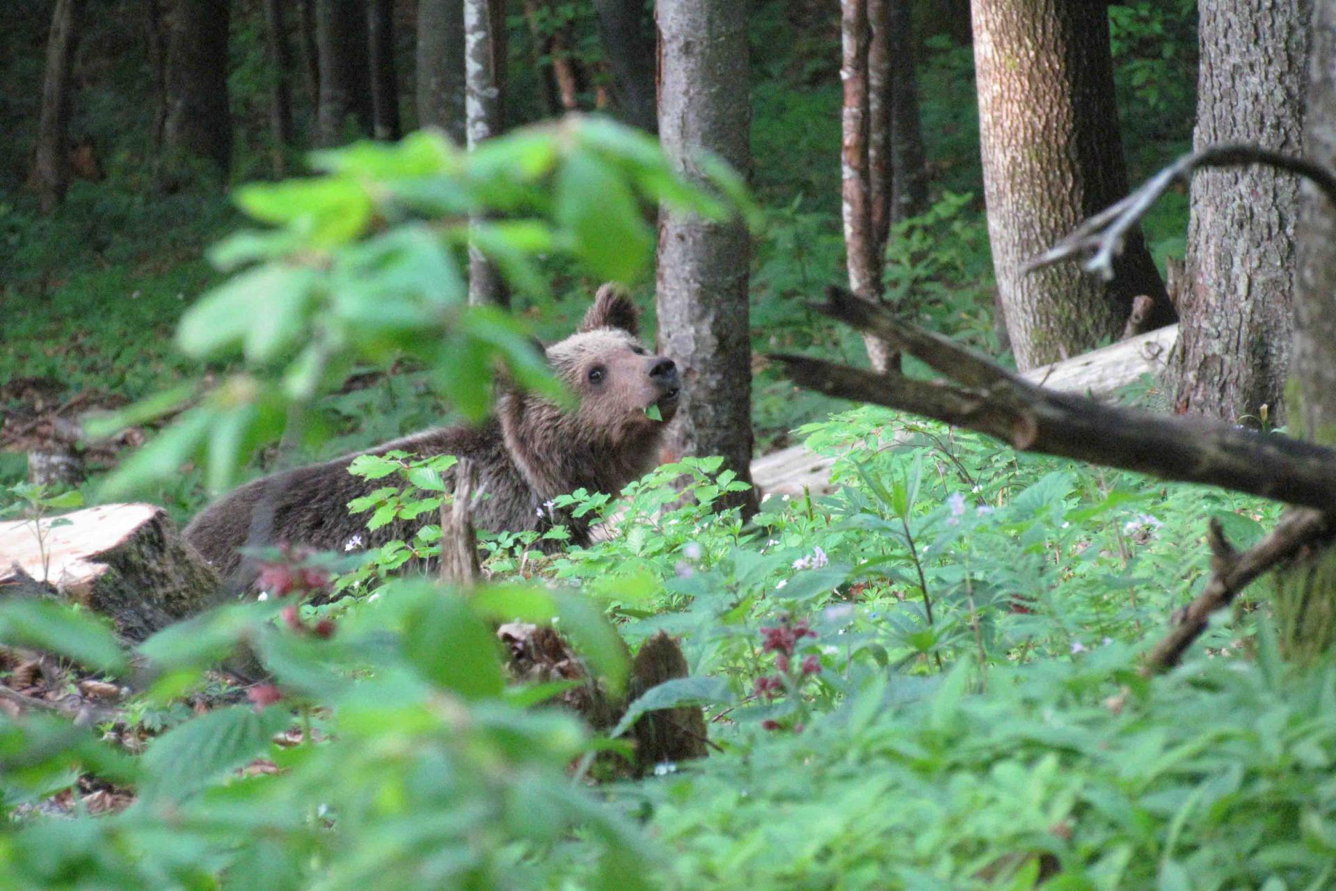 Img ours slovenie