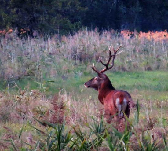 Jeune cerf foret bialowieza