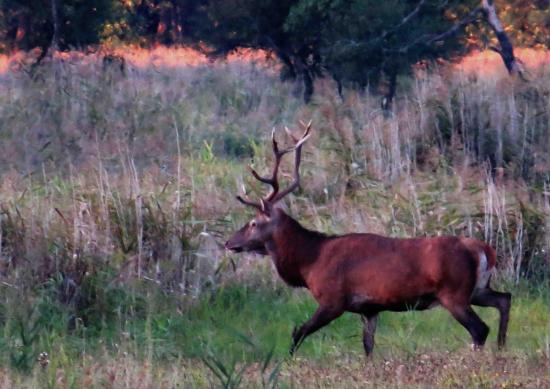 Jeune cerf foret bialowieza1