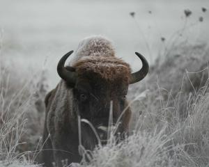 Jeune male bison d europe pologne