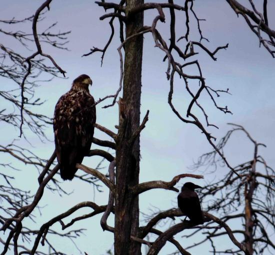 Jeune pygargue et grand corbeau carelie