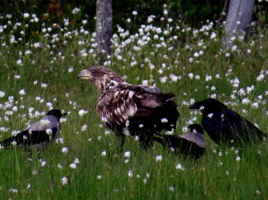 Jeune pygargue et grand corbeau corneille mantelee carelie