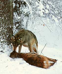 Hiver Pologne Bialowieza Hiver du 20 au 27 Février.