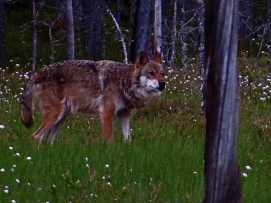 Loup alpha carelie finlande
