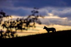 Loup au petit matin