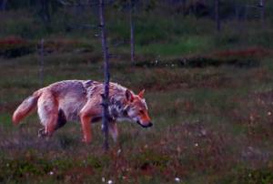Loup finlande carelie