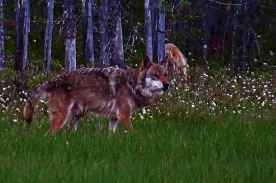 Loup male carelie finlande